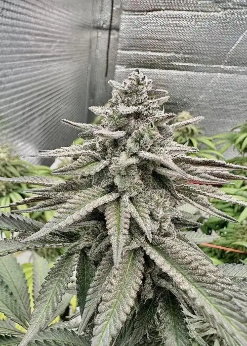 Fat Cake Breath
