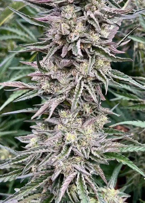 Frosted Gelato