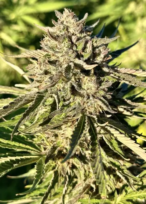 Gelato Punch