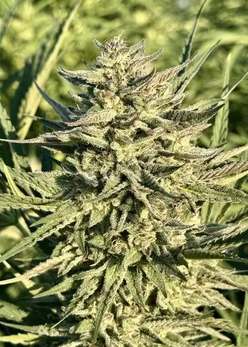 Gelato Rainbow Sherbert