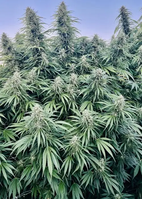 Glue Dream #12