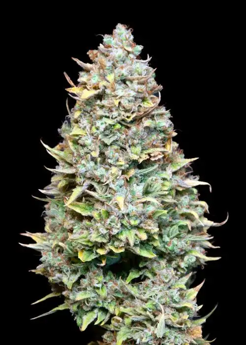 Gorilla Cake