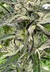 Gorilla Cookie