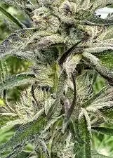 Gorilla Cookie