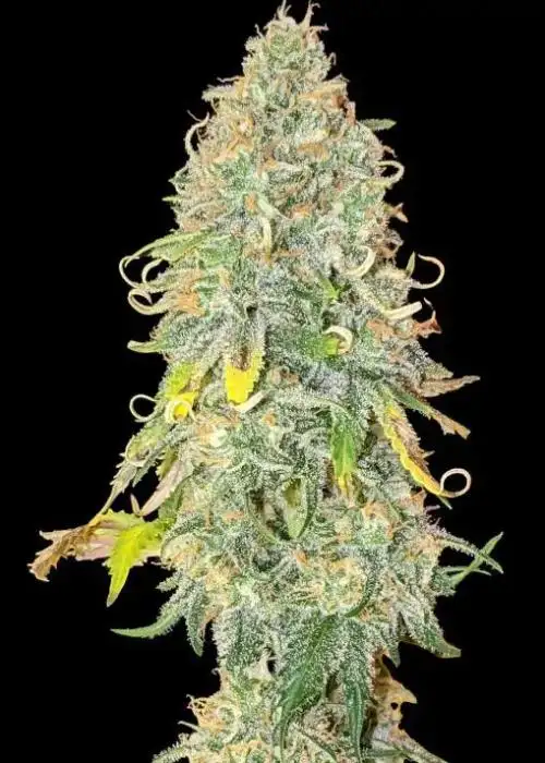 Gorilla Gelato