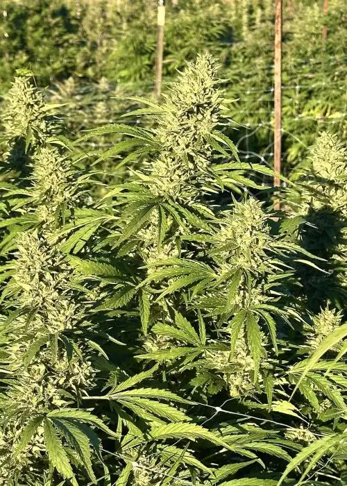 Gorilla Lemon Glue