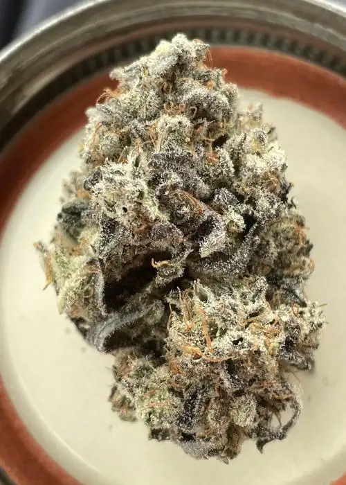 Gorilla MAC
