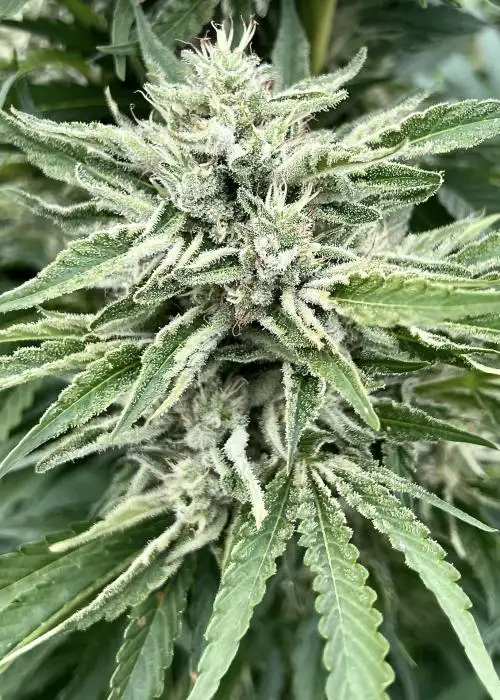 Gorilla Runtz