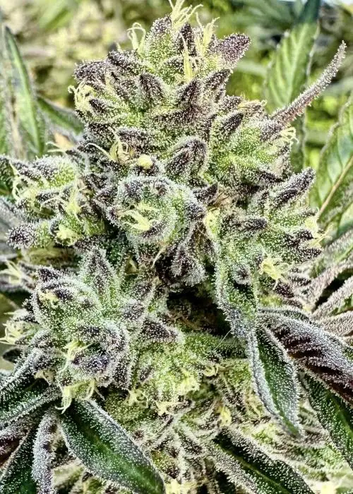 Gorilla Sherbert