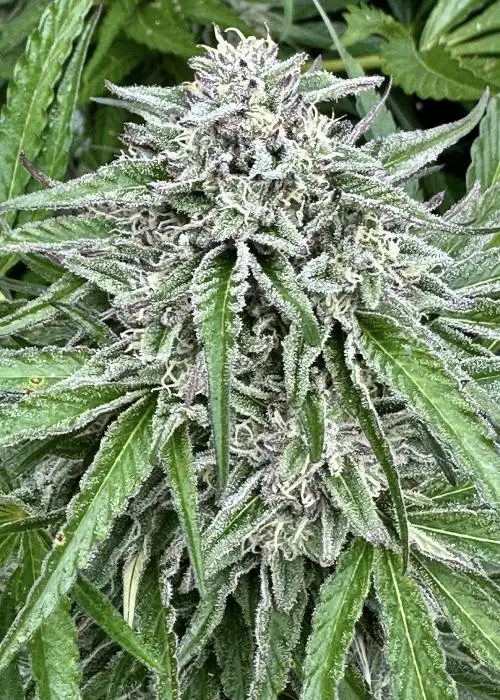 Gorilla Strawberry Diesel
