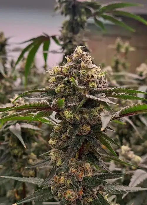 Grape Punch
