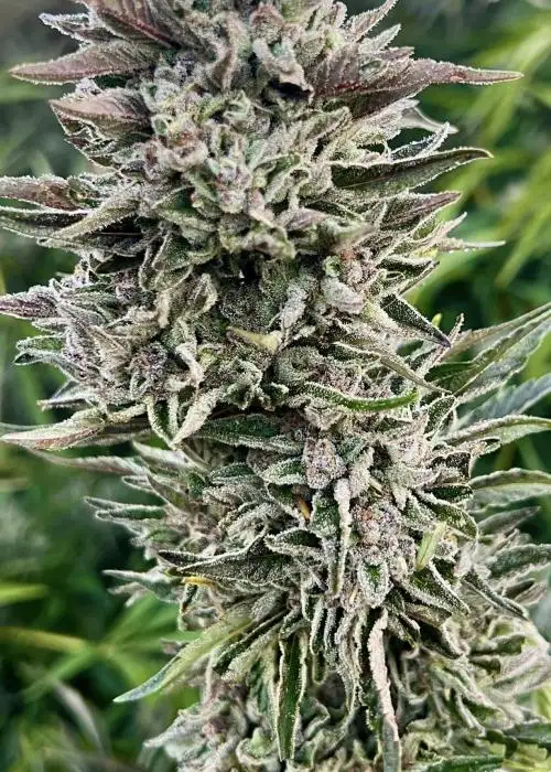 Ice Cream Sherbert
