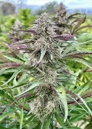 Lemon Cherry Gelato