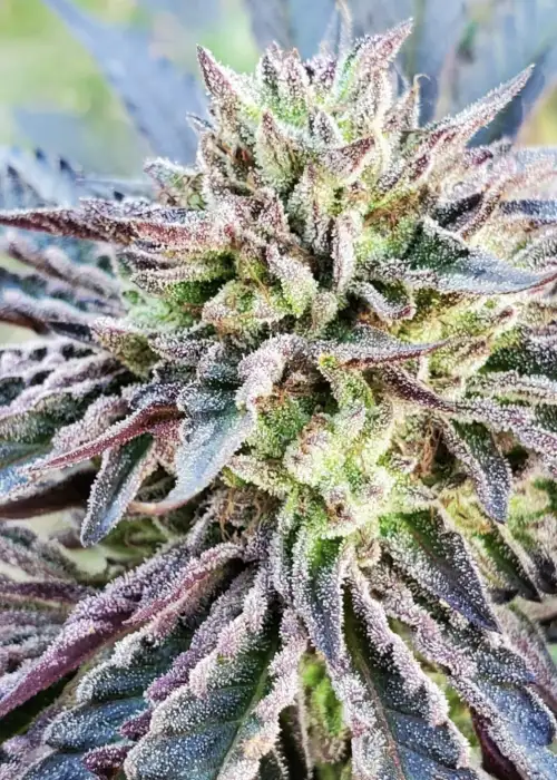 Mendo Cookie