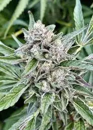 Papaya Banana Bomb