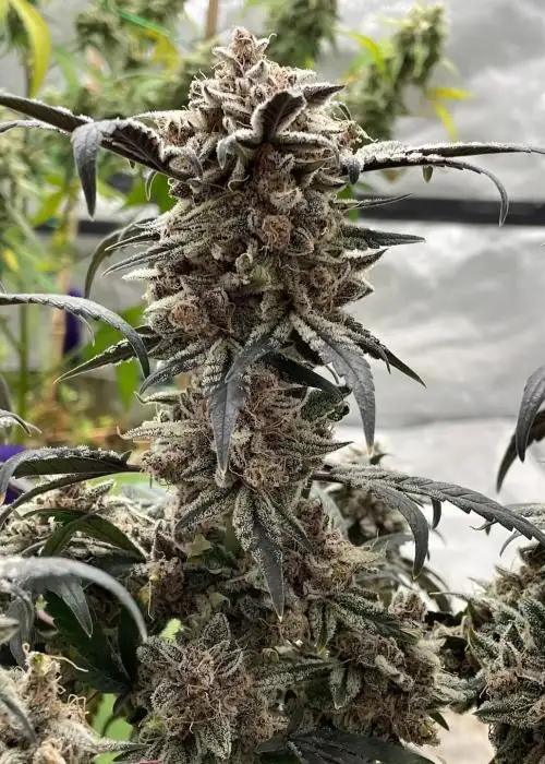 Apple Gas Breath