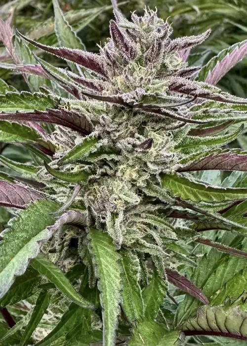 Banana Breath