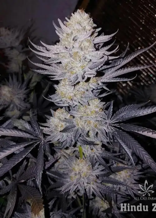 Hindu Zkittlez