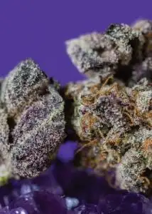 Humdinger OG