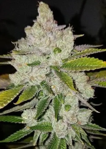 Chem Krush