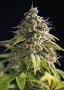 Super Gas