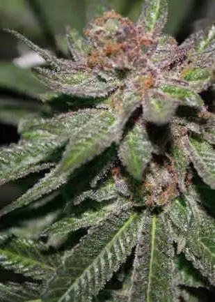 Grape Fire