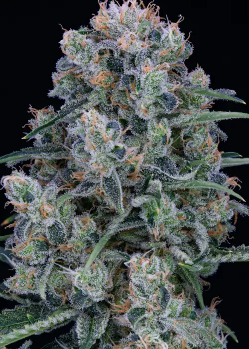 Orange Poison