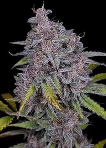 Purple Strawberry Popesicle