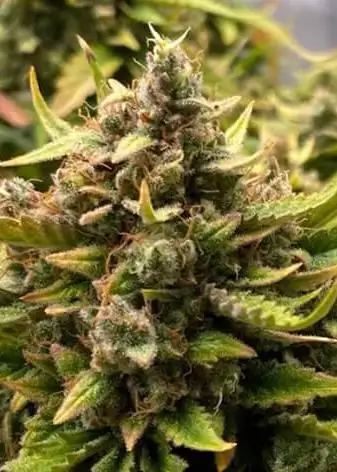 Chem n Qoolaid