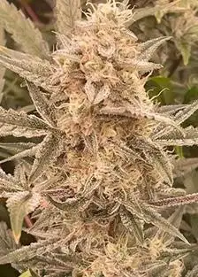 Cookies n Creamix