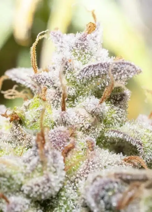Creme De La Compton F3