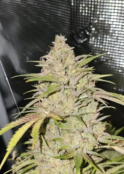 High Lux