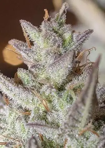 Seeds Scoopski F2