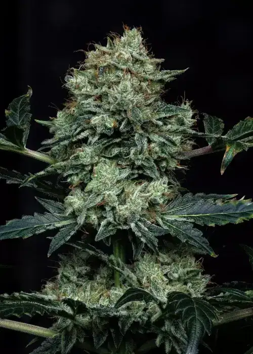 Apollo Haze