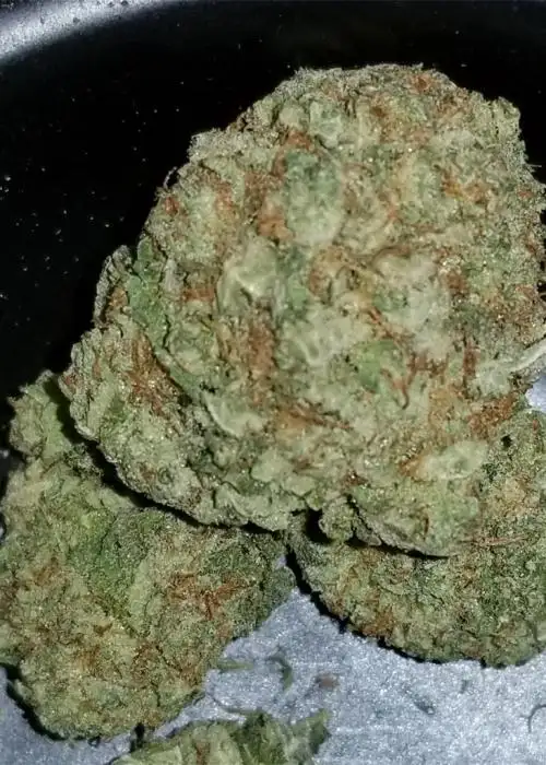 Tuna Kush
