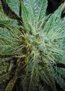 Puna Budder