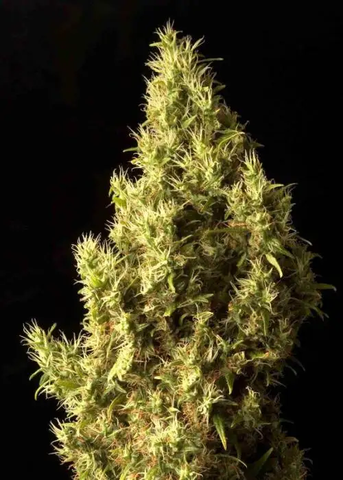 Brainstorm Haze