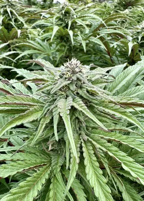 Purple Banana Punch