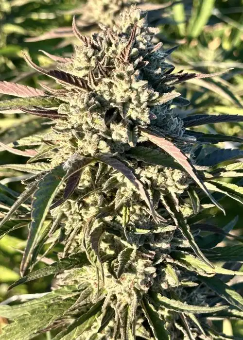 Purple Bazooka