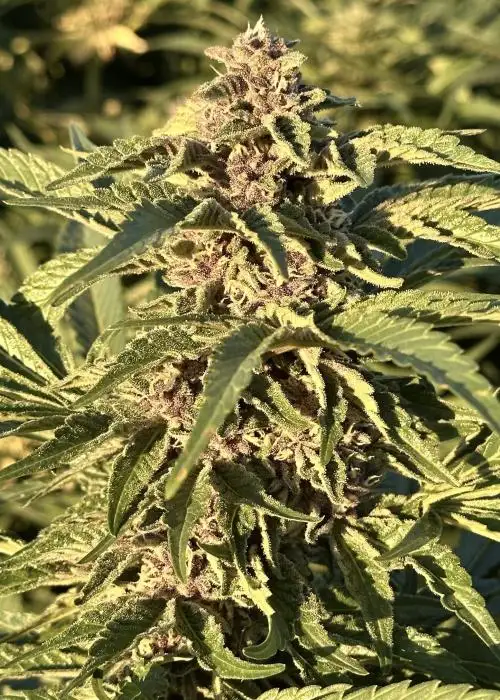 Purple Cherry Sunset