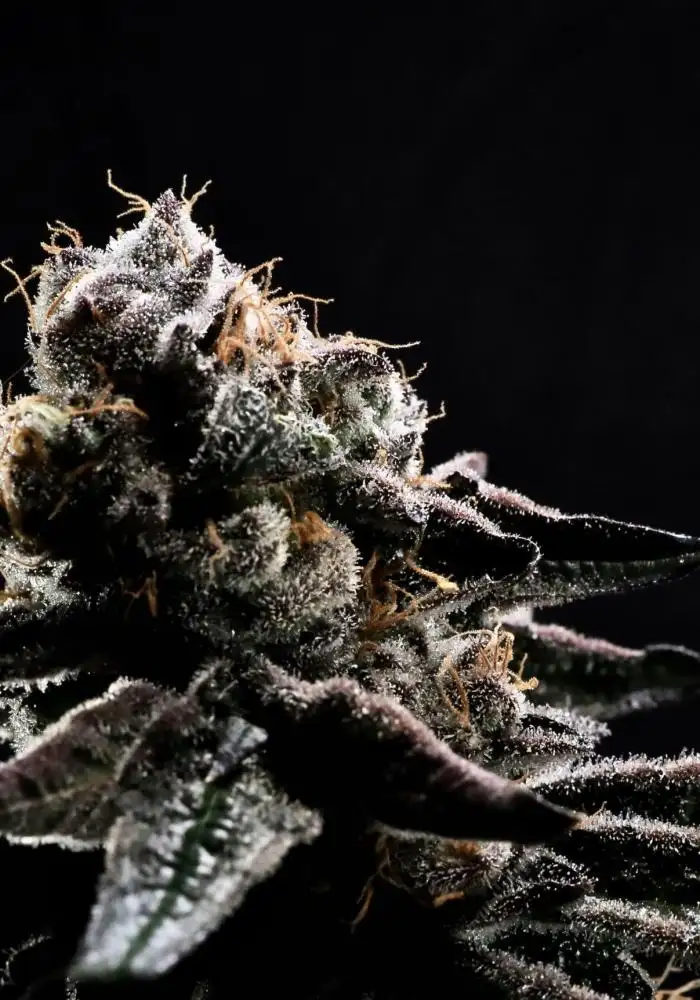 Purple Frosted Girl Scout Cookie