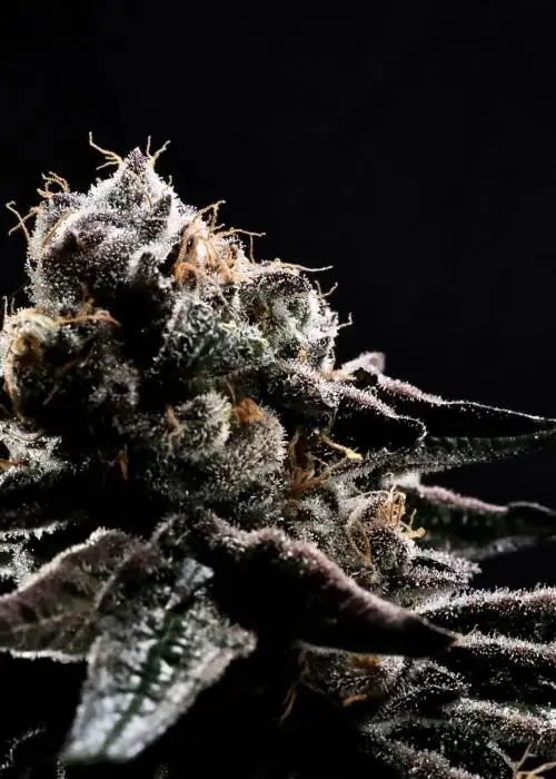 Purple Frosted Girl Scout Cookie