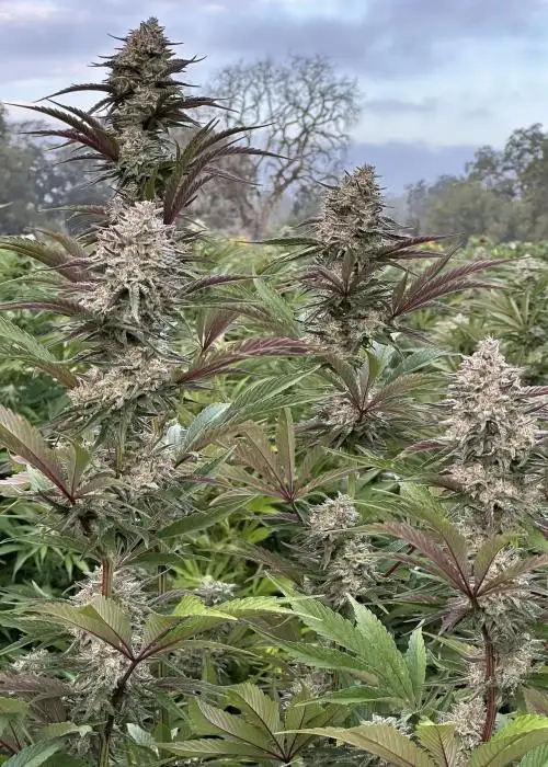 Sour Cookie