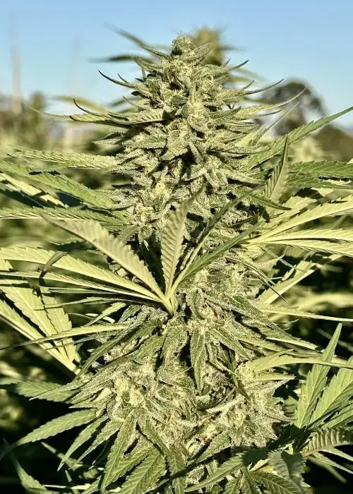 Strawberry Banana Kush