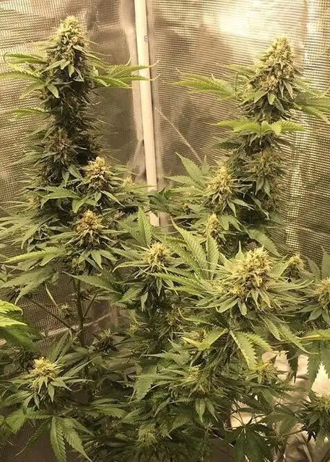Rotten Banana