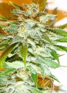 Good Medicine