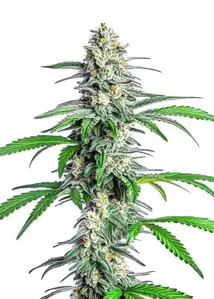 Bubblegum Cookies