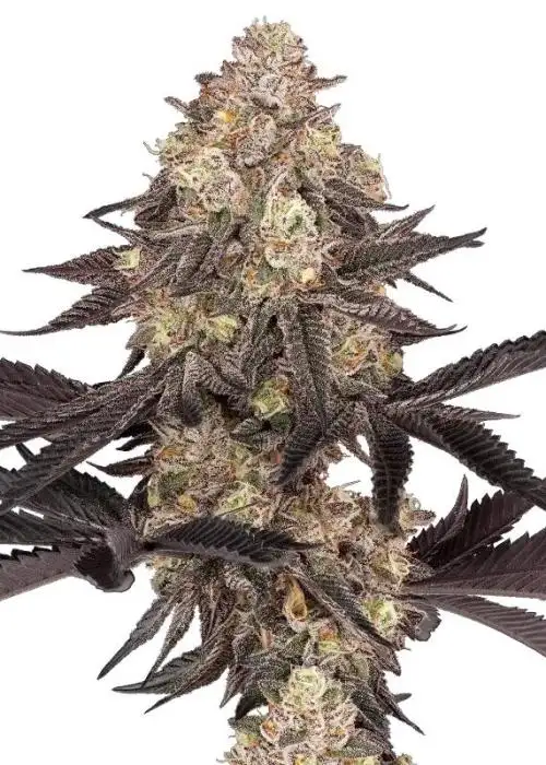 Black Cherry Reserve