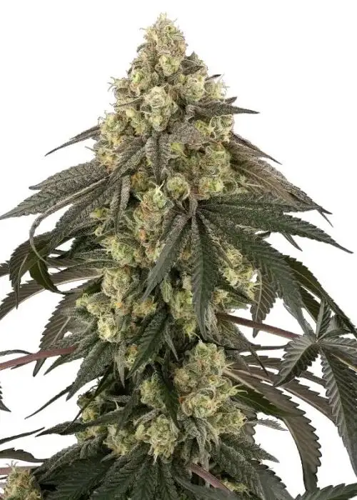 Loud Kush