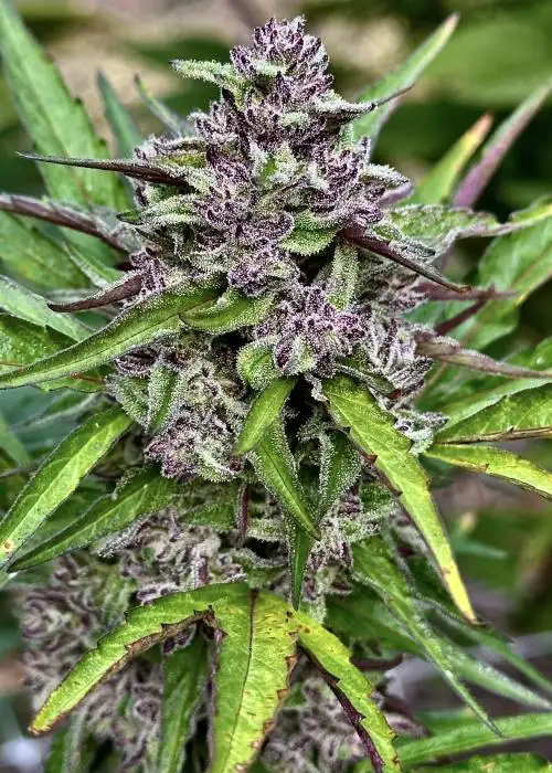 Wedding Breath